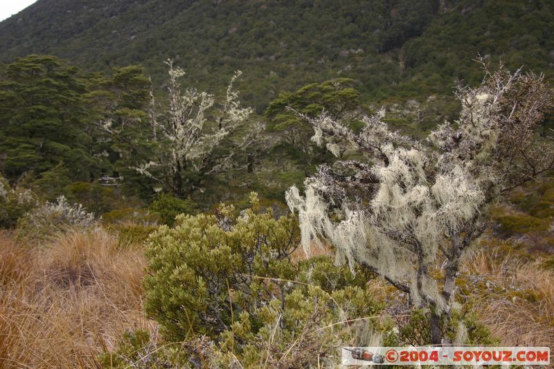 Lewis Pass
Mots-clés: New Zealand South Island Arbres