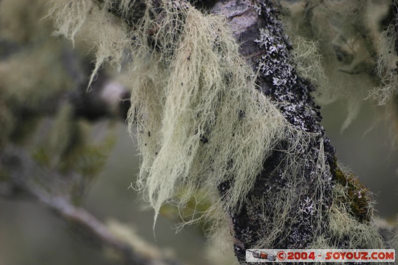 Lewis Pass
Mots-clés: New Zealand South Island