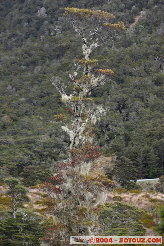 Lewis Pass
Mots-clés: New Zealand South Island Arbres