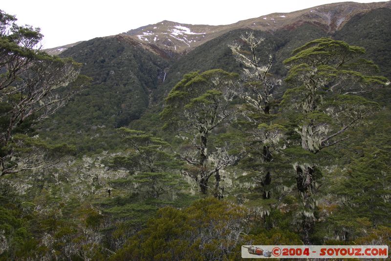 Lewis Pass
Mots-clés: New Zealand South Island Arbres