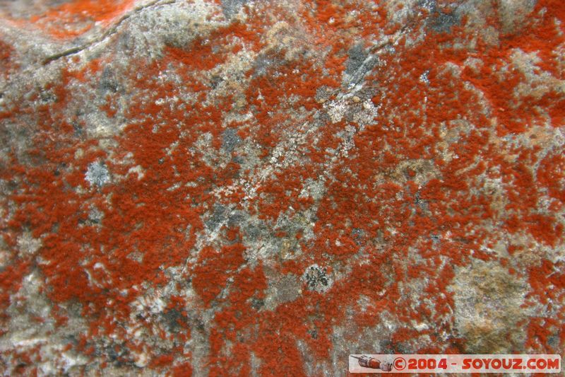 Lewis Pass
Mots-clés: New Zealand South Island