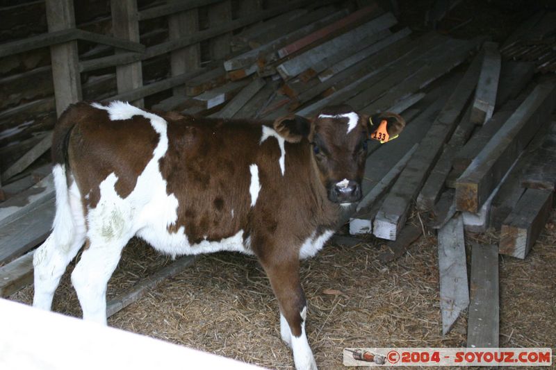 Along State Highway 7 - Calf
Mots-clés: New Zealand South Island animals vaches