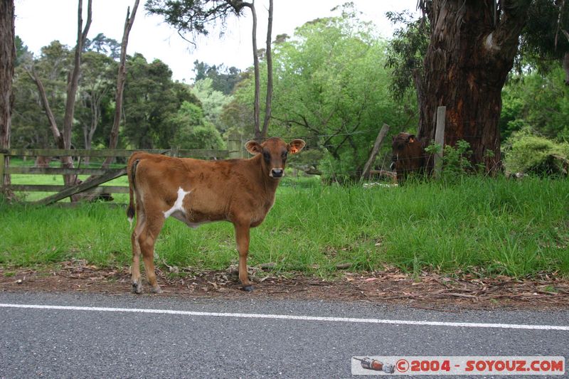 Along State Highway 7 - Calf
Mots-clés: New Zealand South Island animals vaches