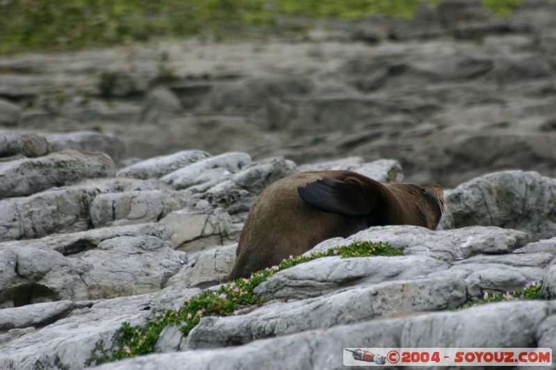 Kaikoura - Seal
Mots-clés: New Zealand South Island animals Phoques