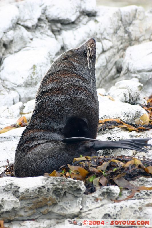Kaikoura - Seal
Mots-clés: New Zealand South Island animals Phoques