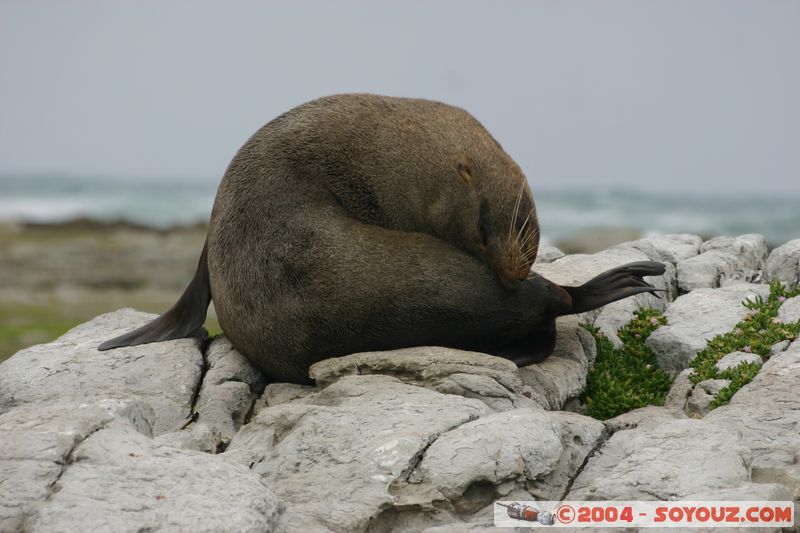 Kaikoura - Seal
Mots-clés: New Zealand South Island animals Phoques