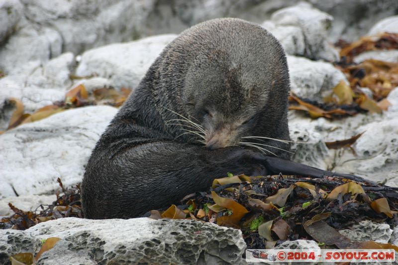 Kaikoura - Seal
Mots-clés: New Zealand South Island animals Phoques