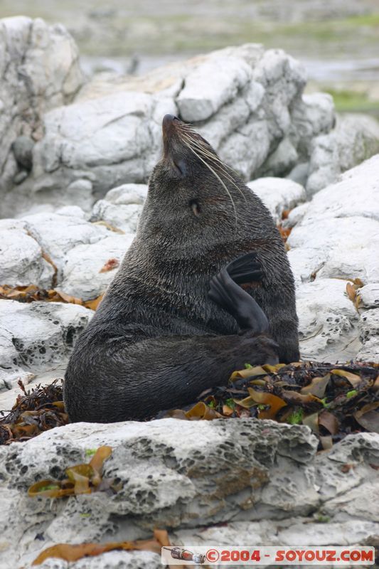 Kaikoura - Seal
Mots-clés: New Zealand South Island animals Phoques