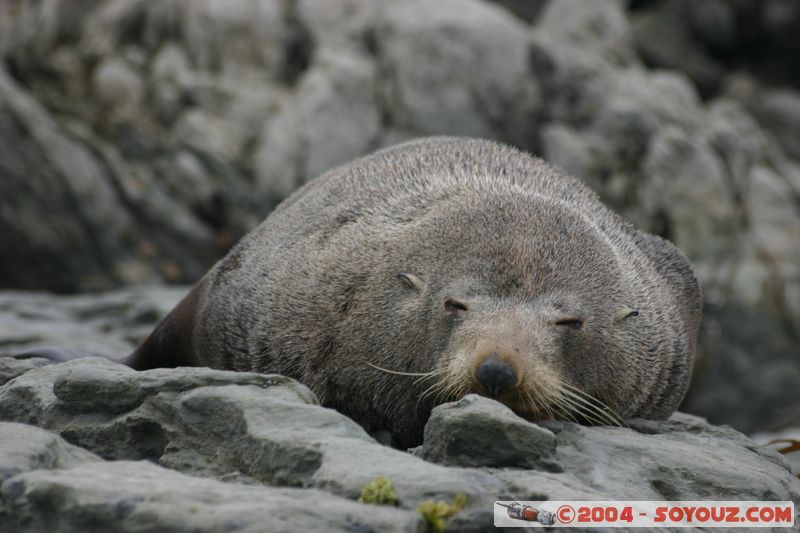 Kaikoura - Seal
Mots-clés: New Zealand South Island animals Phoques