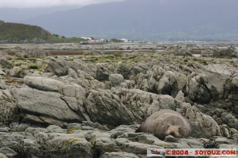 Kaikoura - Seal
Mots-clés: New Zealand South Island animals Phoques