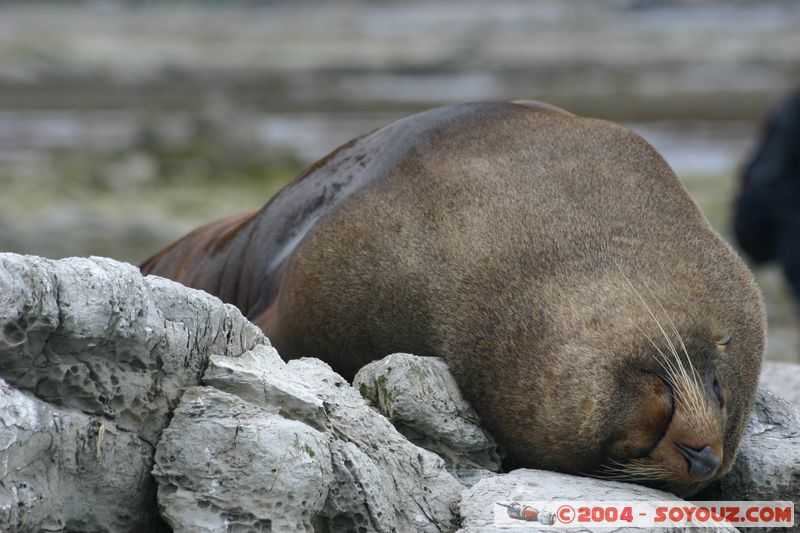 Kaikoura - Seal
Mots-clés: New Zealand South Island animals Phoques