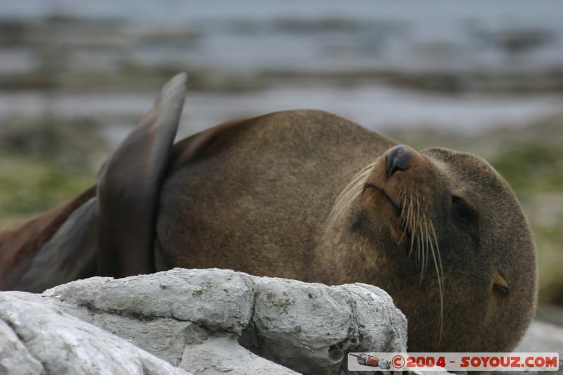 Kaikoura - Seal
Mots-clés: New Zealand South Island animals Phoques