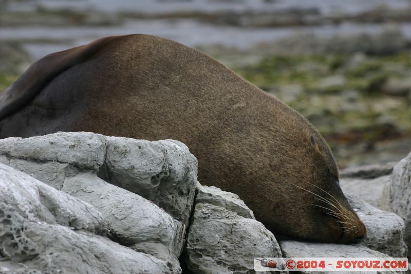 Kaikoura - Seal
Mots-clés: New Zealand South Island animals Phoques