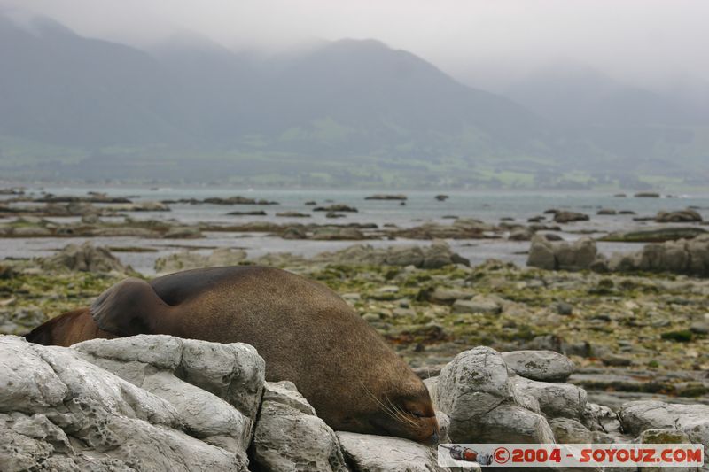 Kaikoura - Seal
Mots-clés: New Zealand South Island animals Phoques