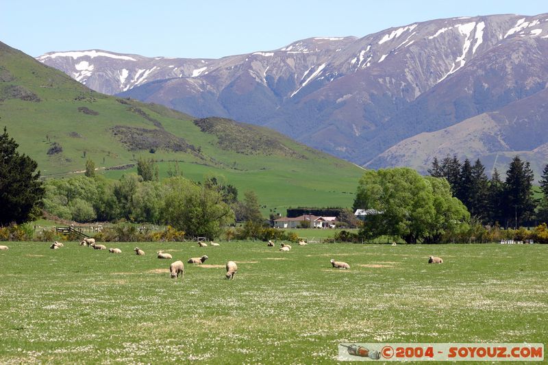 On State Highway 73 to Arthur's Pass
Mots-clés: New Zealand South Island Montagne Neige animals Mouton