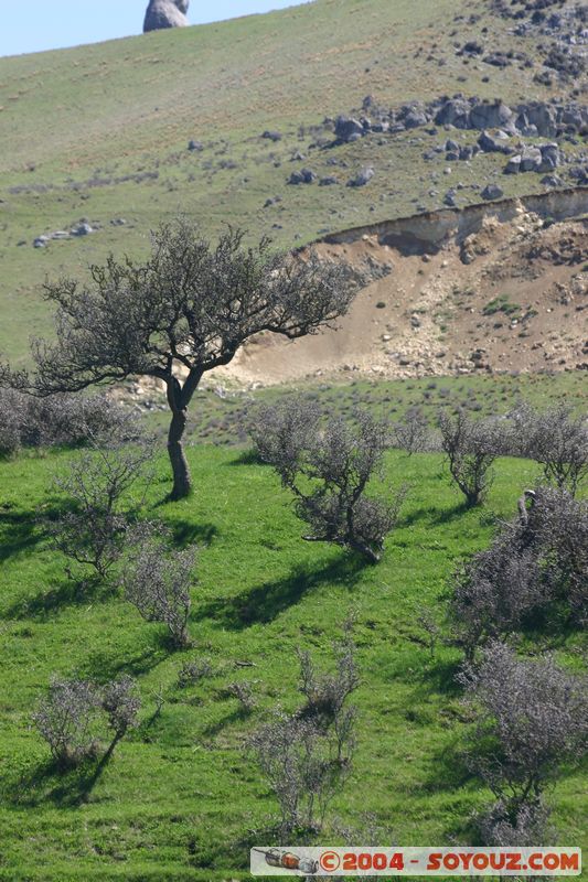 Craigieburn Forest Park
Mots-clés: New Zealand South Island