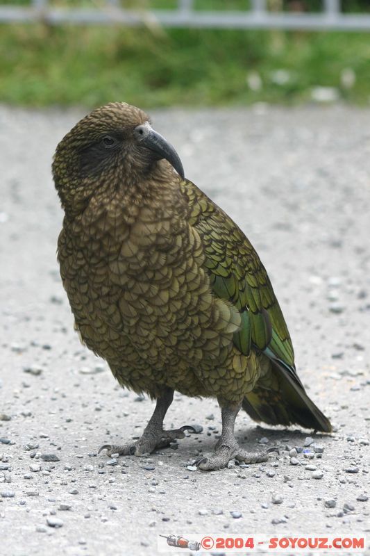 Otira Viaduct - Kea (Alpine Parrot)
Mots-clés: New Zealand South Island animals oiseau perroquet Kea