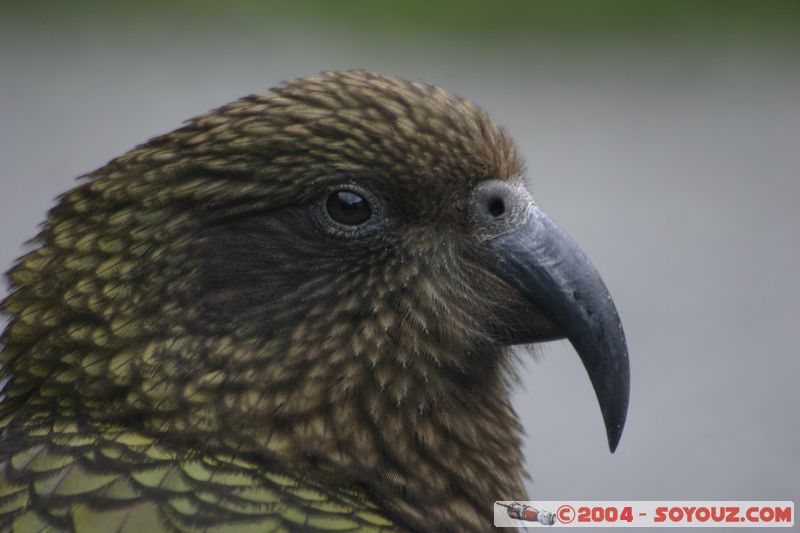 Otira Viaduct - Kea (Alpine Parrot)
Mots-clés: New Zealand South Island animals oiseau perroquet Kea