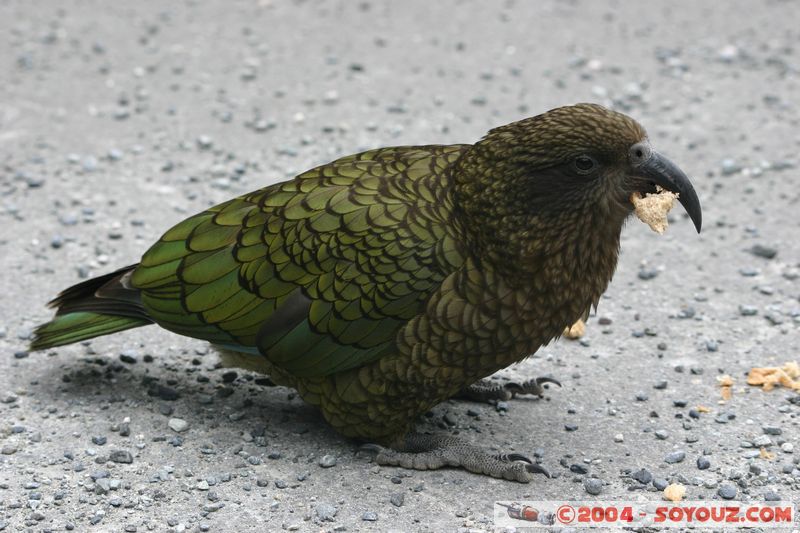 Otira Viaduct - Kea (Alpine Parrot)
Mots-clés: New Zealand South Island animals oiseau perroquet Kea