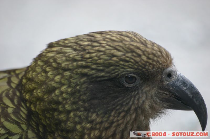 Otira Viaduct - Kea (Alpine Parrot)
Mots-clés: New Zealand South Island animals oiseau perroquet Kea