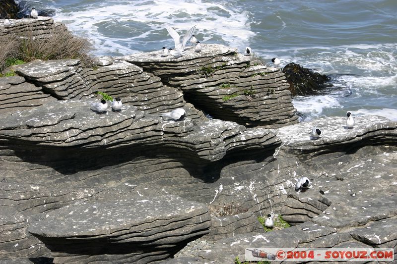 Punakaiki - Birds
Mots-clés: New Zealand South Island animals oiseau