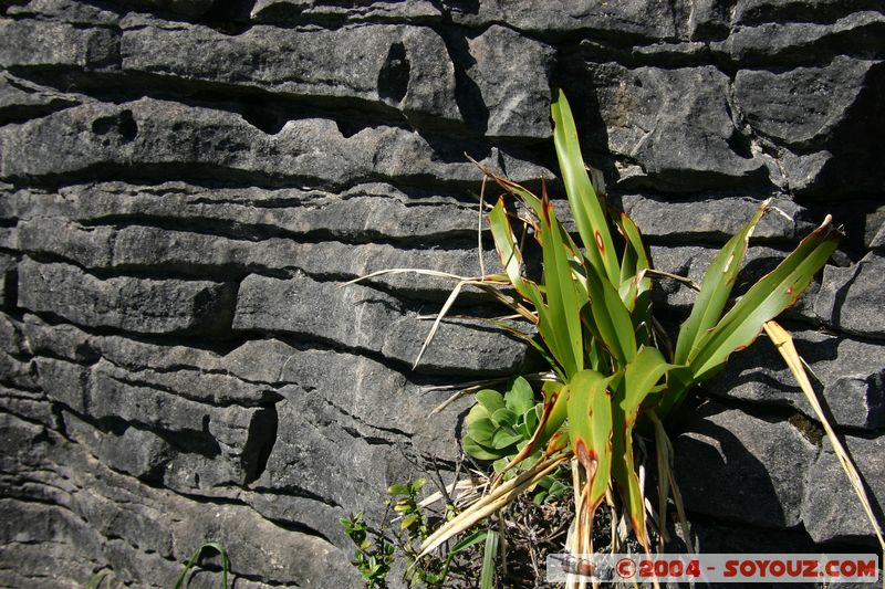 Punakaiki
Mots-clés: New Zealand South Island