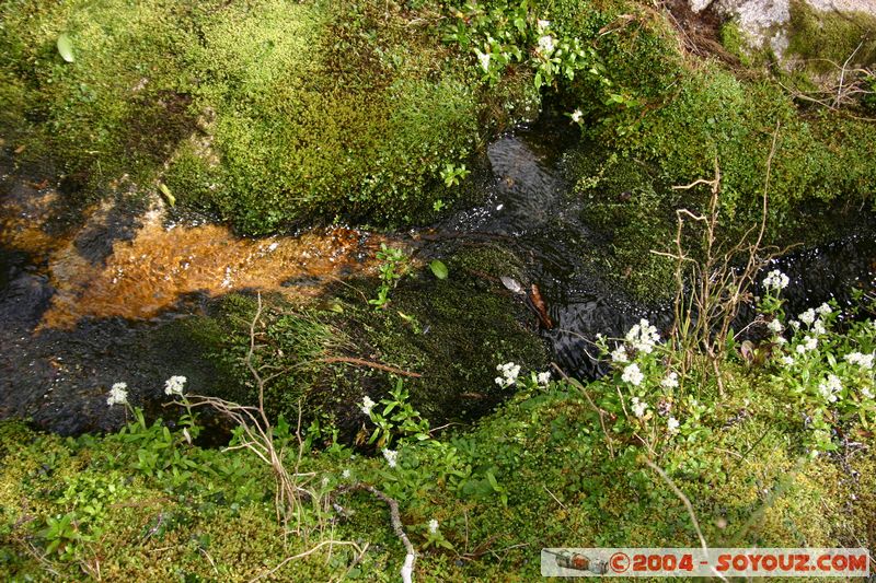 Hokitika Gorge
Mots-clés: New Zealand South Island plante