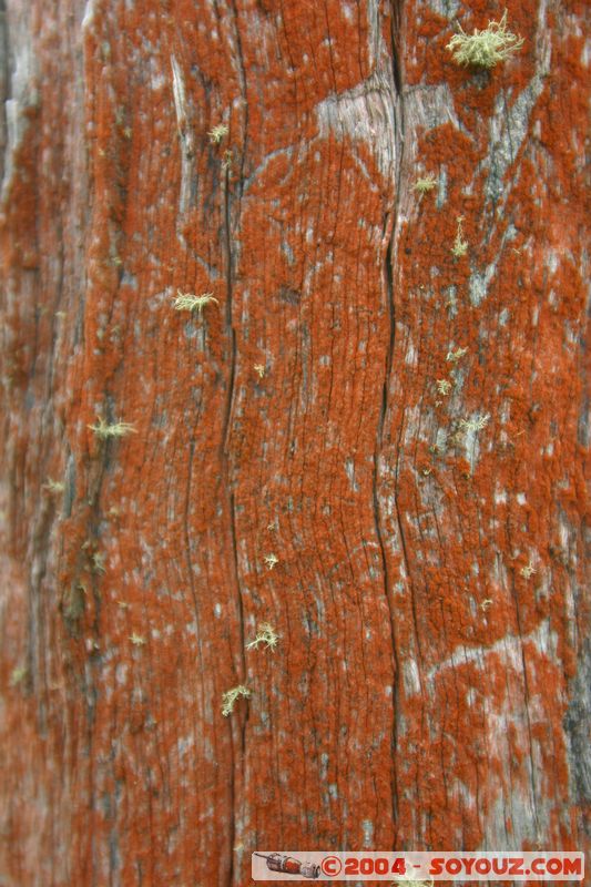 Hokitika
Mots-clés: New Zealand South Island Bois