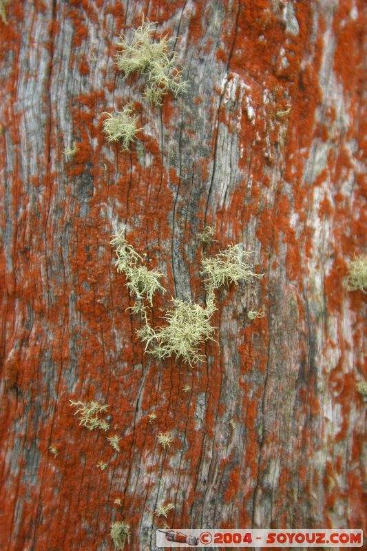 Hokitika
Mots-clés: New Zealand South Island Bois
