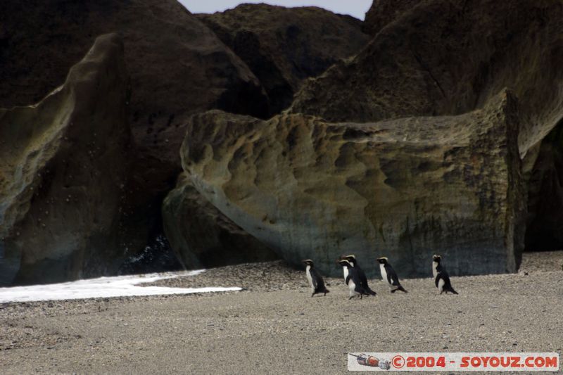 Monro Beach - Fiordland crested penguins
Mots-clés: New Zealand South Island plage mer animals oiseau Pingouin