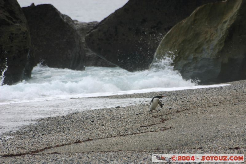 Monro Beach - Fiordland crested penguins
Mots-clés: New Zealand South Island animals oiseau Pingouin