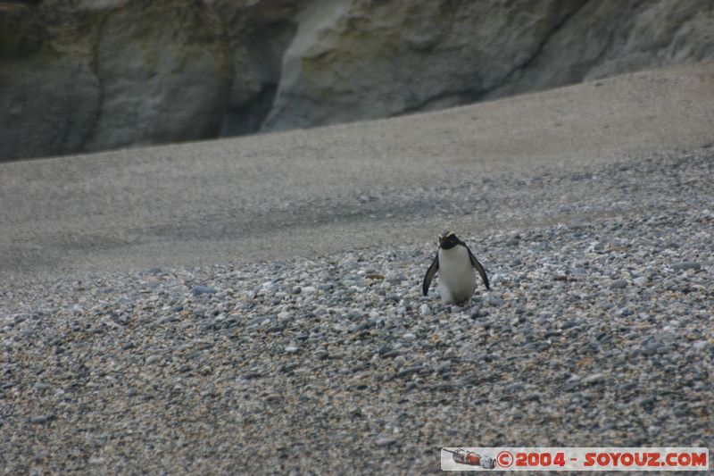 Monro Beach - Fiordland crested penguins
Mots-clés: New Zealand South Island animals oiseau Pingouin