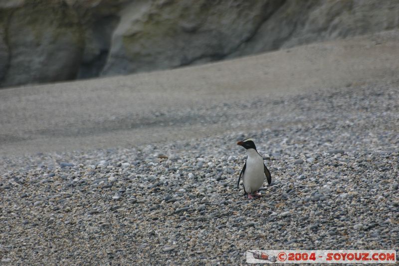 Monro Beach - Fiordland crested penguins
Mots-clés: New Zealand South Island animals oiseau Pingouin