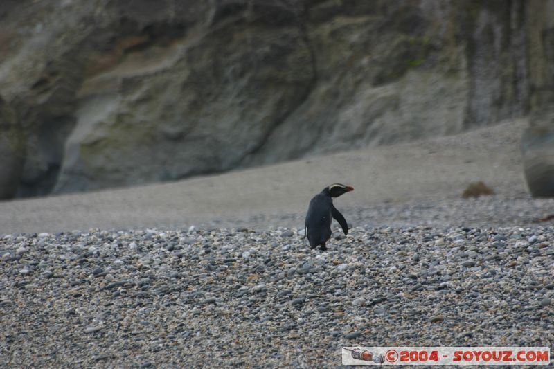 Monro Beach - Fiordland crested penguins
Mots-clés: New Zealand South Island animals oiseau Pingouin