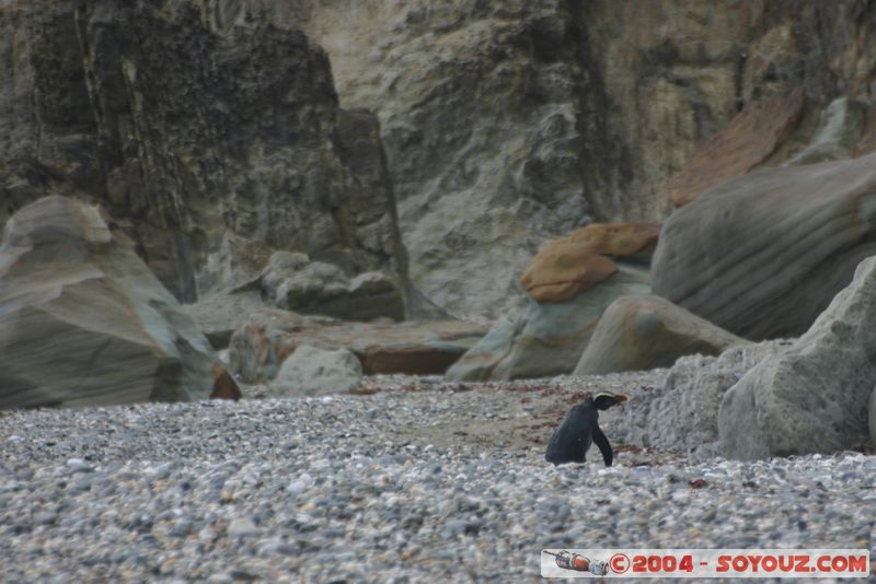 Monro Beach - Fiordland crested penguins
Mots-clés: New Zealand South Island animals oiseau Pingouin
