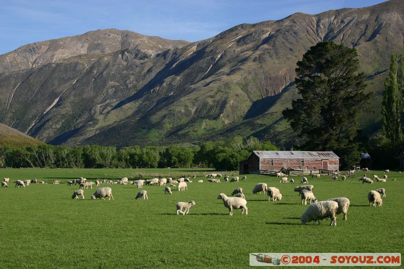 State Highway 6 - Sheeps
Mots-clés: New Zealand South Island animals Mouton