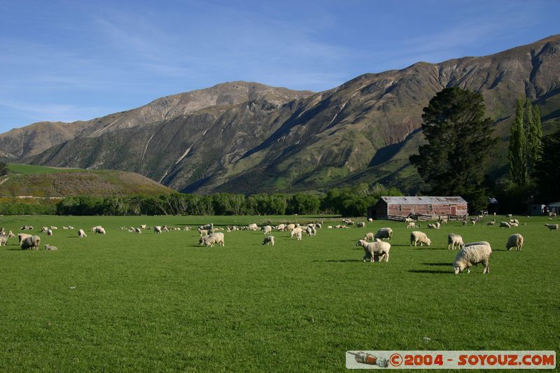State Highway 6 - Sheeps
Mots-clés: New Zealand South Island animals Mouton
