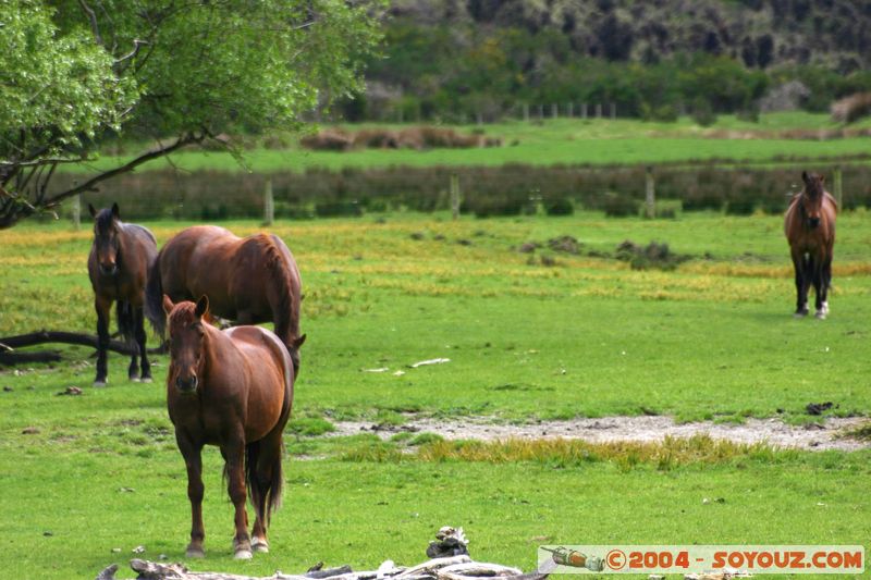 Te Anau / Milford Highway - Horses
Mots-clés: New Zealand South Island animals cheval