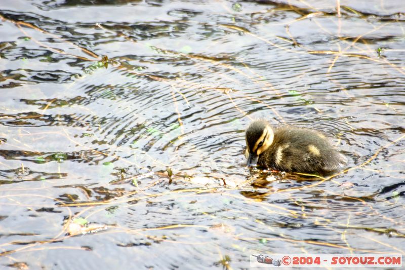 Te Anau / Milford Highway - Duckling
Mots-clés: New Zealand South Island animals oiseau canard