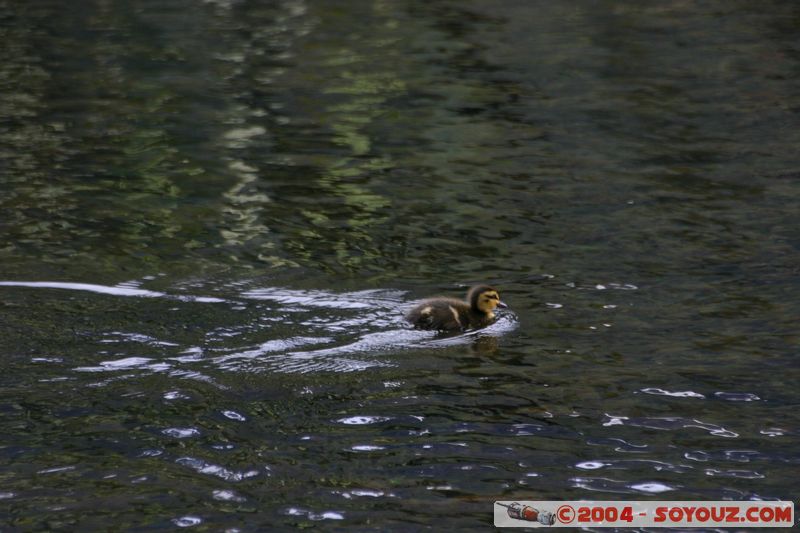 Te Anau / Milford Highway - Duckling
Mots-clés: New Zealand South Island animals oiseau canard patrimoine unesco