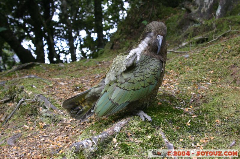 Te Anau / Milford Highway - Kea (Alpine Parrot)
Mots-clés: New Zealand South Island animals oiseau Kea