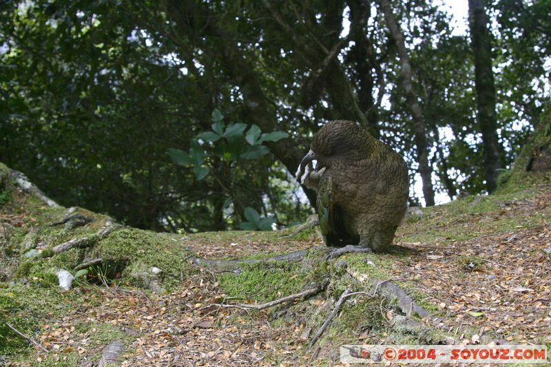 Te Anau / Milford Highway - Kea (Alpine Parrot)
Mots-clés: New Zealand South Island animals oiseau Kea