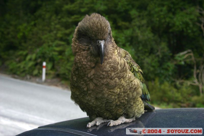 Te Anau / Milford Highway - Kea (Alpine Parrot)
Mots-clés: New Zealand South Island animals oiseau Kea