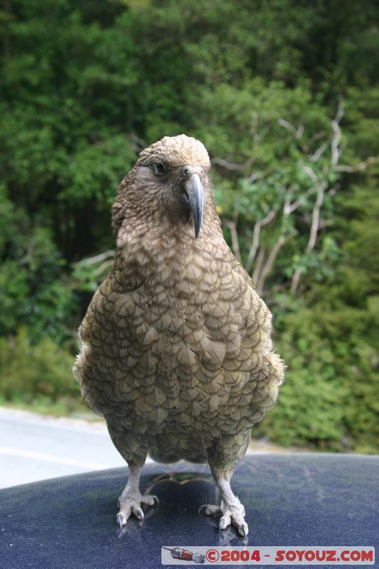 Te Anau / Milford Highway - Kea (Alpine Parrot)
Mots-clés: New Zealand South Island animals oiseau Kea