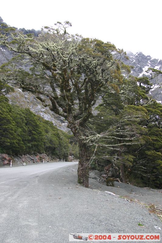 Te Anau / Milford Highway
Mots-clés: New Zealand South Island patrimoine unesco Arbres