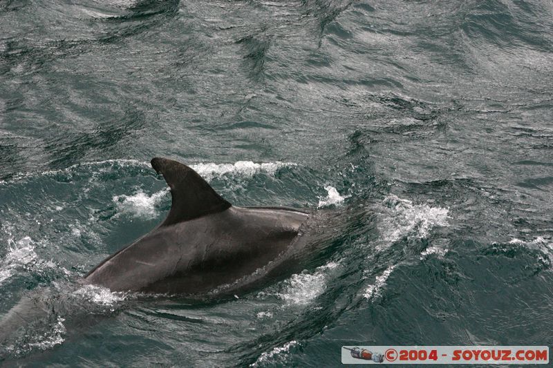 Milford Sound - Dolphin
Mots-clés: New Zealand South Island patrimoine unesco animals Dauphin