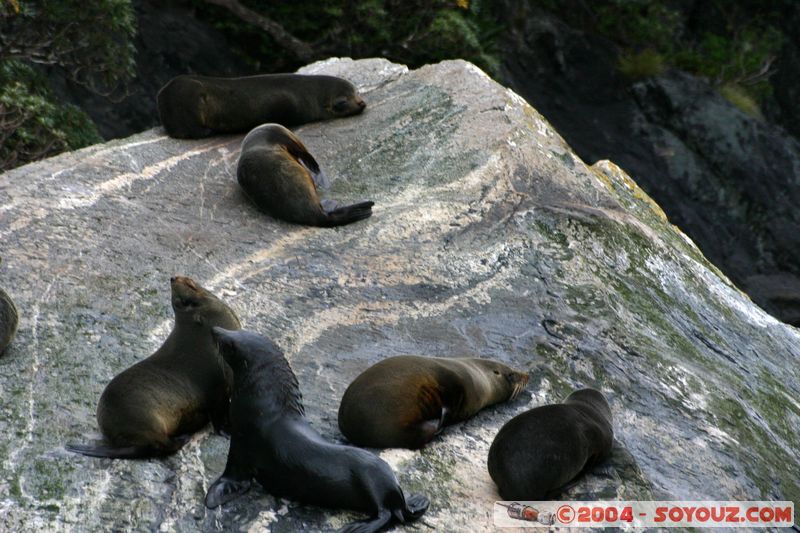Milford Sound - Seals
Mots-clés: New Zealand South Island patrimoine unesco animals Phoques