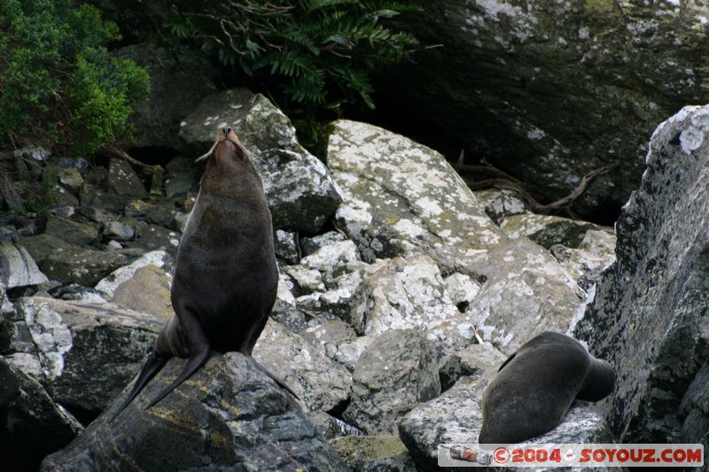 Milford Sound - Seals
Mots-clés: New Zealand South Island patrimoine unesco animals Phoques