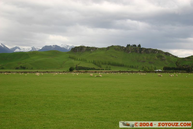 Southern Scenic Road
Mots-clés: New Zealand South Island animals Mouton