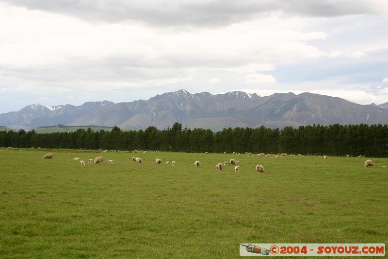 Southern Scenic Road
Mots-clés: New Zealand South Island animals Mouton